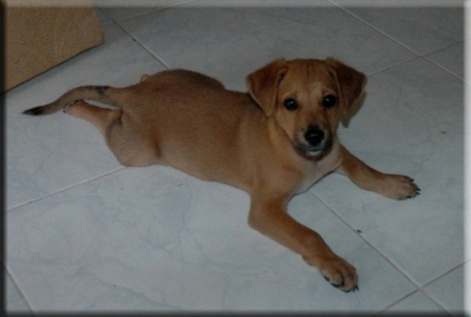 Devna Arora - Puppies upto 2 months of age